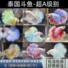 Thai Betta Live Fish Fairy Style Wedding Dress Fish Half Moon Pure White Betta Goldfish Pet Tropical Fish Small Fish Ornamental Fish