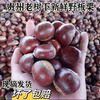 Fresh Raw Chestnuts from the Mountains of Guizhou and Yunnan, Large Hairy Chestnuts, Oil Chestnuts with Shells, Freshly Picked and Shipped, Free Shipping and Guaranteed Compensation