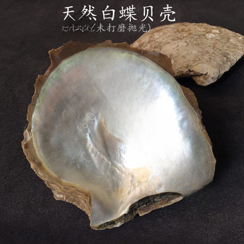 White Butterfly Shell Raw Material Unpolished Large Snail Shell Creative Home Craft Jewelry Hand-Carved Material