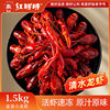 Red Fat Xuyi Fresh-Locked Crayfish with Liquid Nitrogen for Catering, Commercial Grade, Selected Quality Wholesale