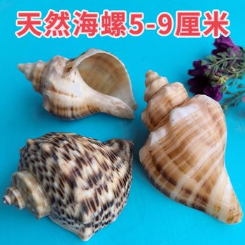 Natural Shell Fragrant Snail Flower Horn Snail Aquarium Landscaping Crafts Ornaments Hermit Crab Replacement Shell Decorative Conch