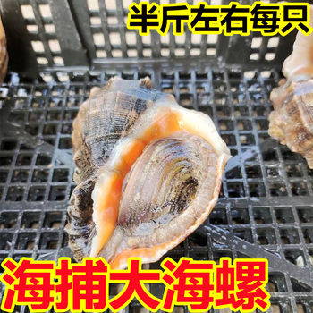 Fresh Seafood, Fresh Conch Caught in the Sea, Fresh Conch, Super Conch, Lianyungang Aquatic Shellfish Barbecue