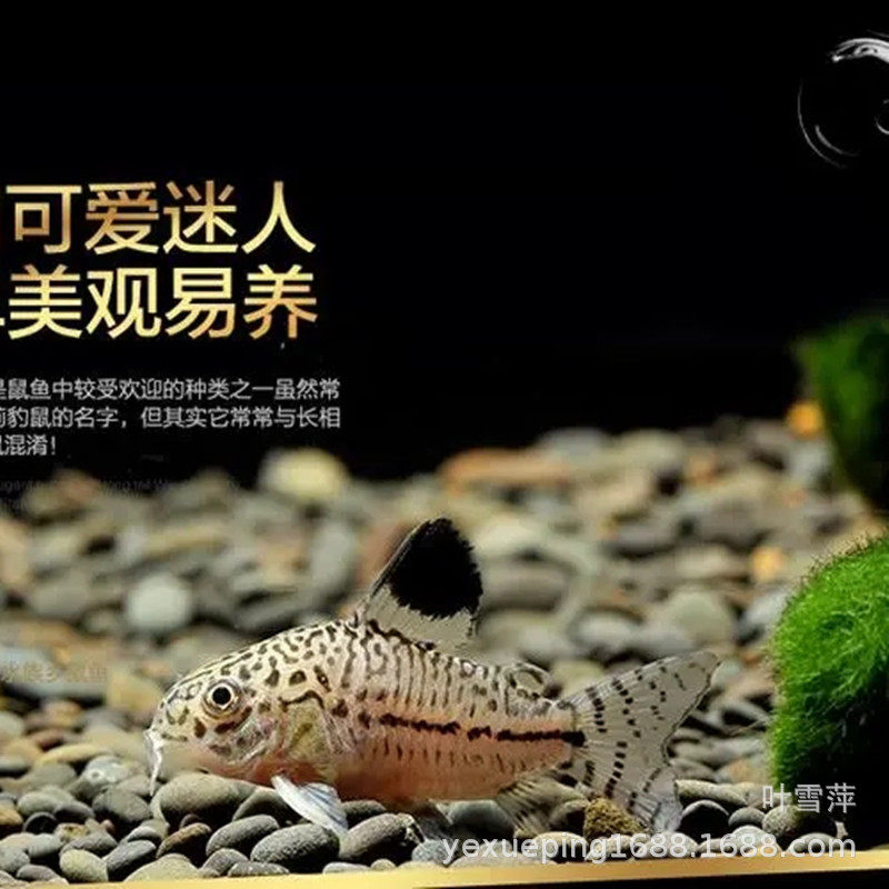 Jasmine rat fish live three-line leopard Mouse Cleaning tool fish low habitat rat fish tropical ornamental fish fishing ground straight hair