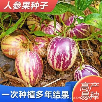 Milky Ginseng Fruit Seeds Are Sown in All Seasons, Balcony Potted Plants and Small Courtyard Planting, Simple Summer Flowering Fruits