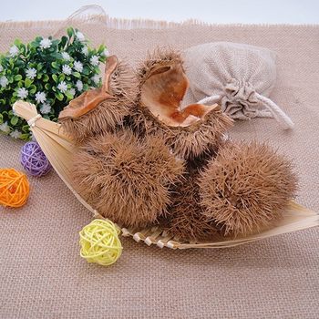 Factory Wholesale Guangxi Guilin Chestnut Shell Chestnut Hair Shell Chestnut Thorn Shell Wind Chestnut Shell Plate Chinese Medicinal Materials Source