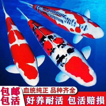 Koi Live Fish Cold Water Freshwater Purebred Red and White Taisho Three-Color Durable White Golden Gold Lucky Fish Easy to Raise Ornamental Fish