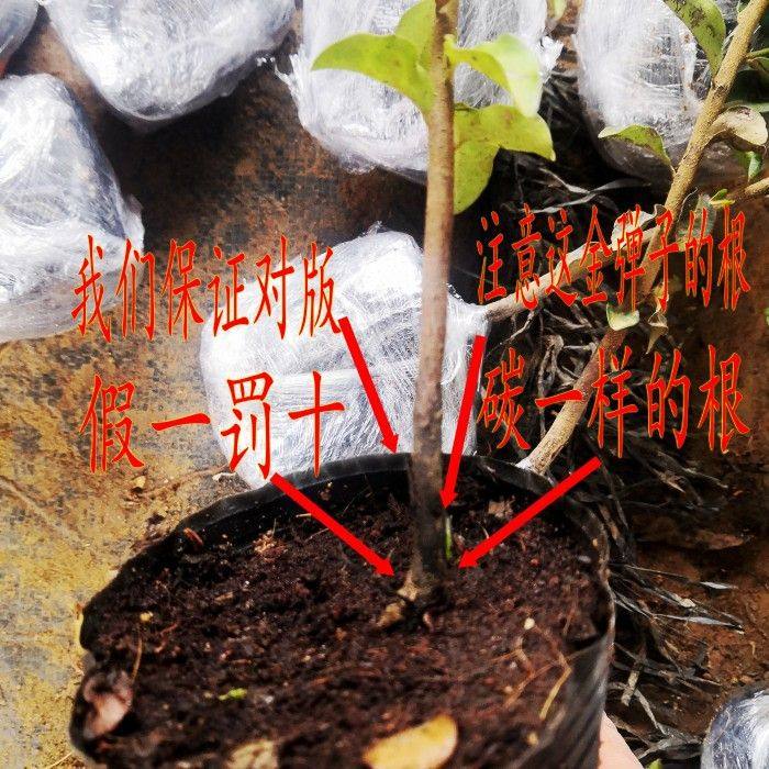 Premium Sichuan Chongqing Golden Apple Seedling Bonsai Grafted Branches Mother Bud Old Stump with Fruit-Shaped Old Crow Persimmon