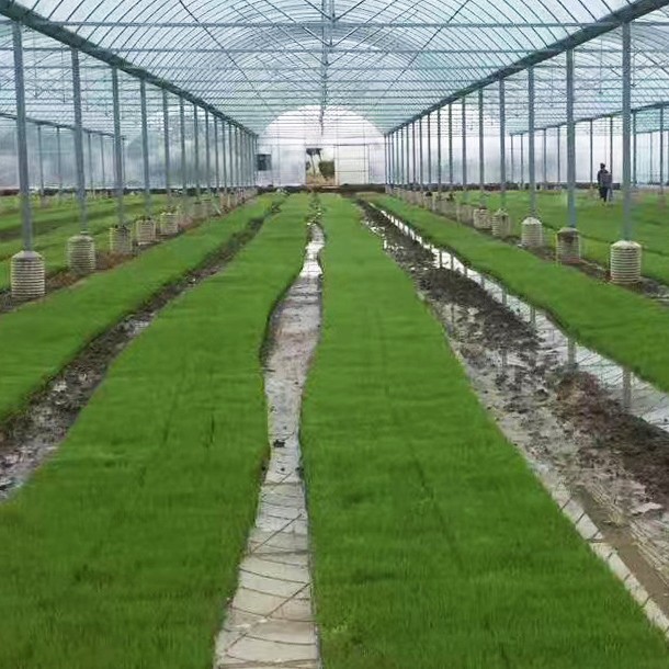 Manufacturers Selling Hot Agricultural Greenhouses Plastic Film Multi-Span Greenhouses