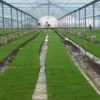 Manufacturers Selling Hot Agricultural Greenhouses Plastic Film Multi-Span Greenhouses