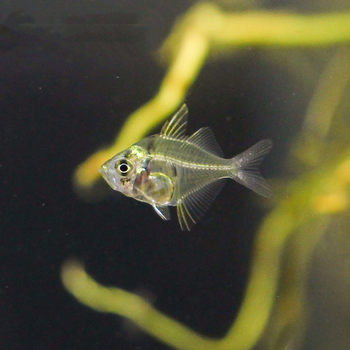 Glass pull fish living tropical fish glass transparent lamp family fish and grass tank group mixed breeding ornamental fish fishing ground wholesale