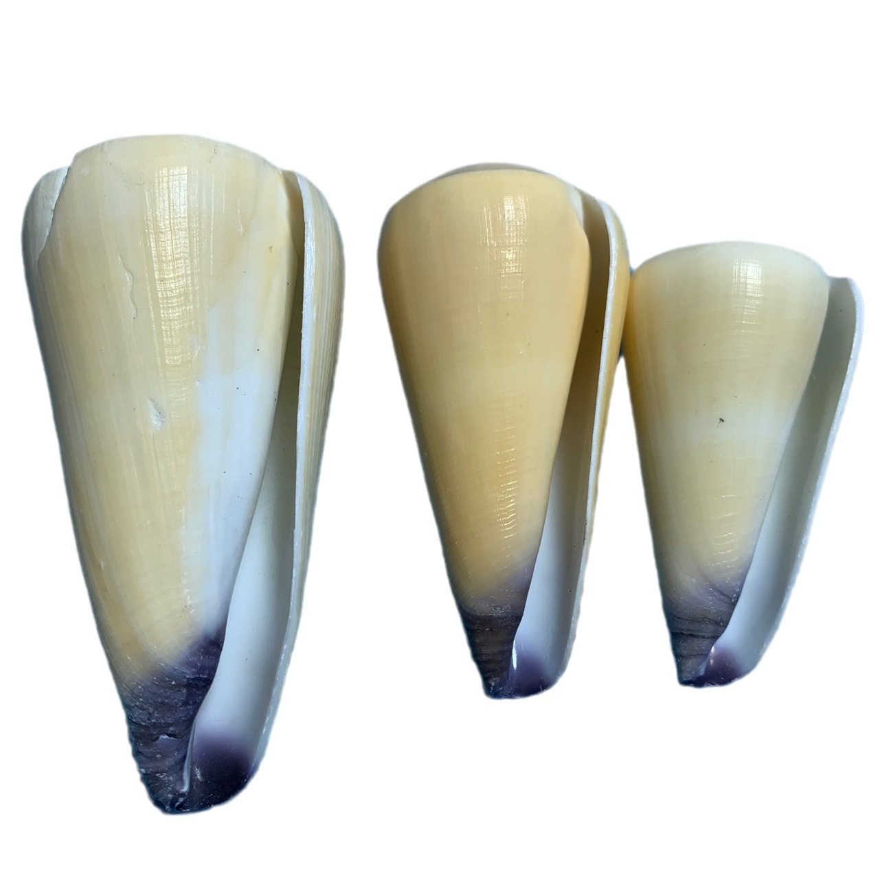 Purple conus natural shell conch fish tank aquarium landscape platform decoration specimen photography handicraft production