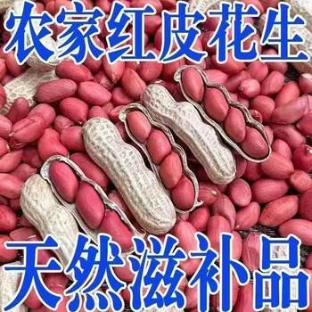 2025 New Farm Shelled Raw Peanuts Four Red Shelled Peanuts [Raw] Peanuts Red-Skinned Peanuts Wholesale