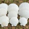 Natural Extra Large Shell Kindergarten Handmade DIY Painting Graffiti Punched White Small Scallop Shell Conch Decorative Painting