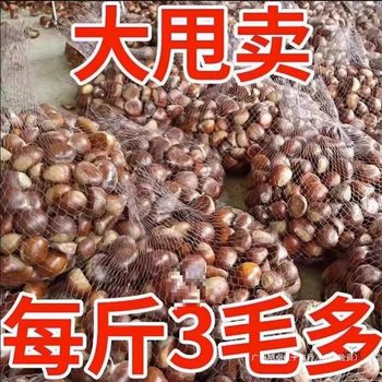 Freshly Picked Raw Chestnuts from Non-Migrated Xianxi Farms, Oil Chestnuts, Fresh Chestnuts, Yan Mountain Chestnuts, Edible Agricultural Products