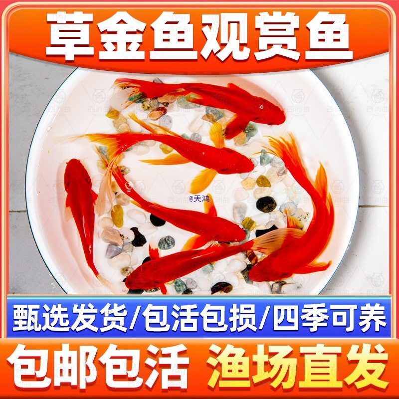 Goldfish That Don'T Need Oxygen, Easy to Raise and Durable, Small Fish That Won'T Die, Live Fish from Tap Water, Koi Pets