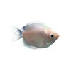 Kissing Fish, Kissing Fish, Pet Fish, Tropical Fish, Ornamental Fish, Cute Fish Tank, Aquarium Ornamental Fish, Others