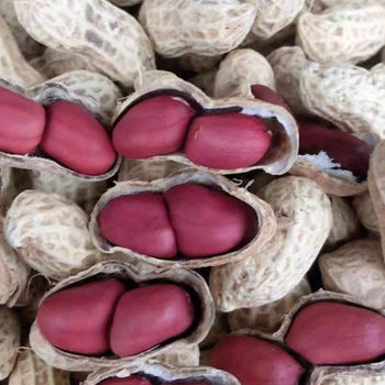 Sichuan Two Red-Skinned Dried Peanuts with Shells, Raw Peanut Seeds, Sun-Dried Old Variety Red-Skinned Peanuts, Farm-Grown