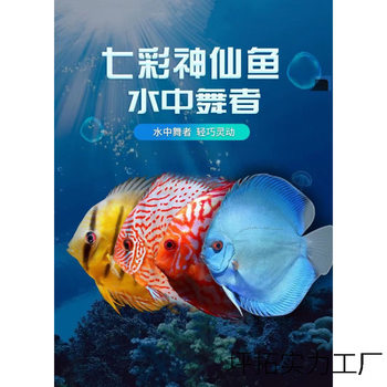 Colorful Angelfish Tropical Fish Ornamental Fish Tiger Pattern Desu Emperor Blue Red Empress Leopard Spot Special Price 2- 10cm