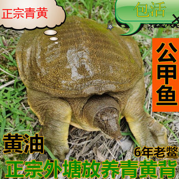 Freshly Caught Wild Ecological Free-Range Green and Yellow Soft-Shell Turtles, Chinese Old Turtles, Water Turtles, Fresh with Free Shipping