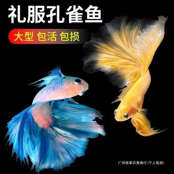 Hardy and Easy to Maintain Purebred Ornamental Tropical Fish, Guppies, Small Hardy Fish, Fry, Goldfish, Freshwater