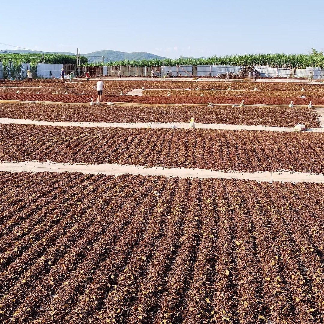 Guangxi High-Quality Star Anise Spices, Aniseed Spices, Seasonings, Fennel, Dry, Origin Seasonings, Direct Delivery, Available for Wholesale