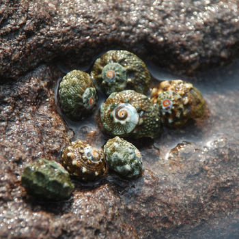 Seven-star snail small hermit crab replacement shell snake pattern color snail natural conch shell fish tank landscape does not fade does not stain