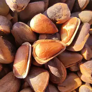 Bulk Northeast Wild Extra-Large Pine Nuts, Original Flavor, Pre-Cracked, Large Red Pine Nuts, Roasted Kernels, Plump, New Stock in Bags