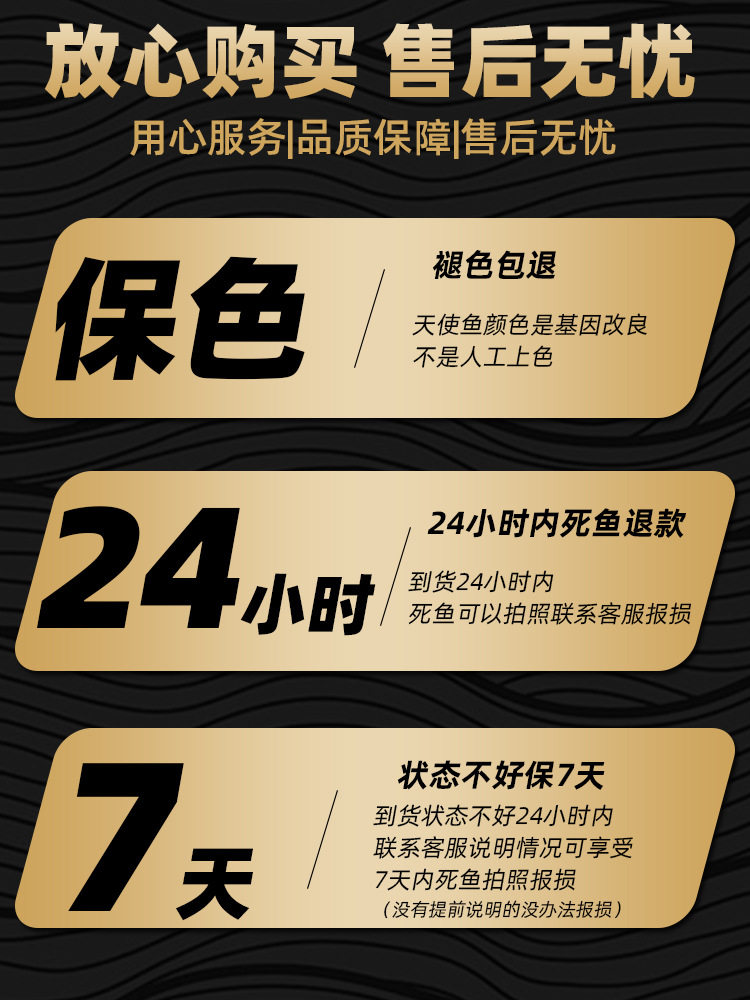 Angelfish Ornamental Fish Hardy Small Tropical Fish Freshwater Fish Colorful Zebra Light Fish Group Swimming Fish Live Fish Fry