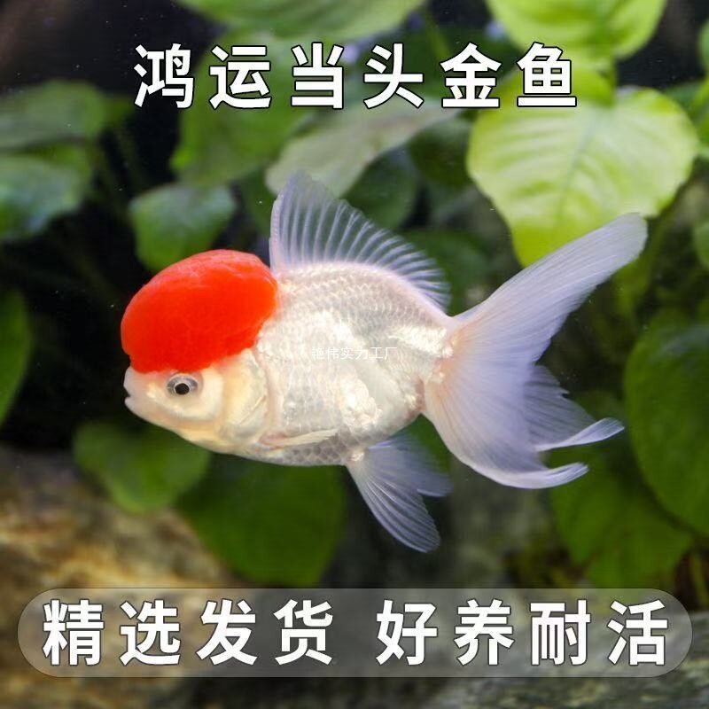 Lucky Red Betta Fish, Live Fish, Cold Water Fish, Freshwater Fish, Easy to Maintain, Live Fish
