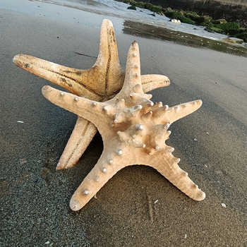 Large Fish Tank Landscaping Wall Stickers Decoration Natural Bread Starfish Overlord Star Real Steamed Bun Starfish Conch Shell