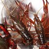 Fresh Crayfish Aquatic Products 5 Pounds 567 Yuan Huaian Jinhu Clear Water Live Shrimp Rice Field Freshwater Shrimp Extra Large Lobster Seafood