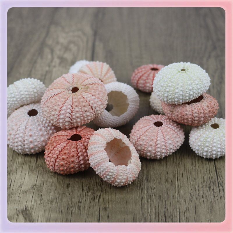 Shell Batch ✅ Specimen Home Crafts Decoration Sea Urchin Flower Pot Sea Urchin Floor Conch Shell Natural Air Pineapple