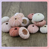 Shell Batch ✅ Specimen Home Crafts Decoration Sea Urchin Flower Pot Sea Urchin Floor Conch Shell Natural Air Pineapple