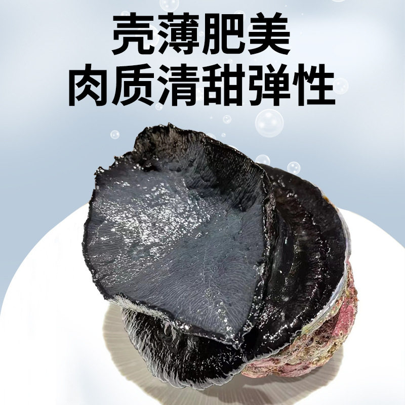 Spot New Zealand Black Gold Abalone Single Frozen Abalone Sashimi Abalone Meat Seafood Japanese Ingredients Specifications Wholesale Frozen Black Gold Abalone