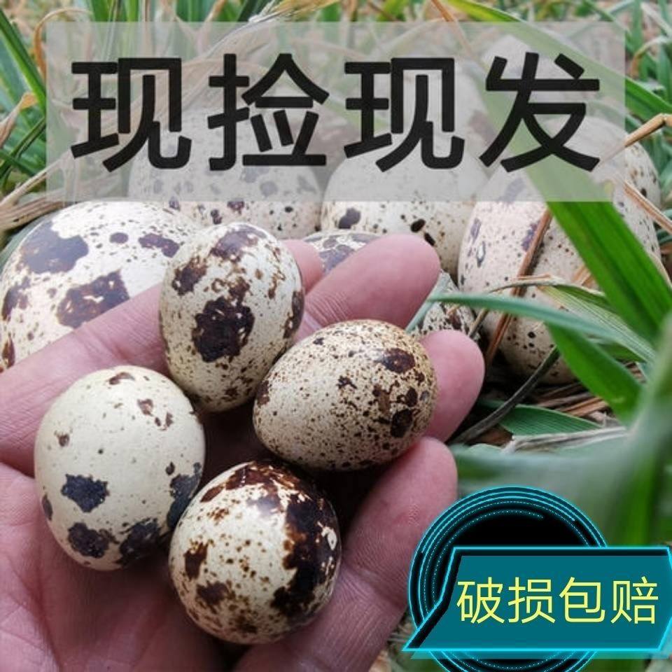 Quail Eggs 200/Piece Farm Grains Fed Fresh Raw Fresh Eggs 50 Pieces 100 Pieces