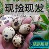 Quail Eggs 200/Piece Farm Grains Fed Fresh Raw Fresh Eggs 50 Pieces 100 Pieces