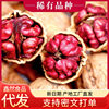 New Arrival Red Walnut with Thin Red Skin, Red Rice Walnut Kernel, Purple Skin Thin Walnut Nut, Large Fruit Delivery