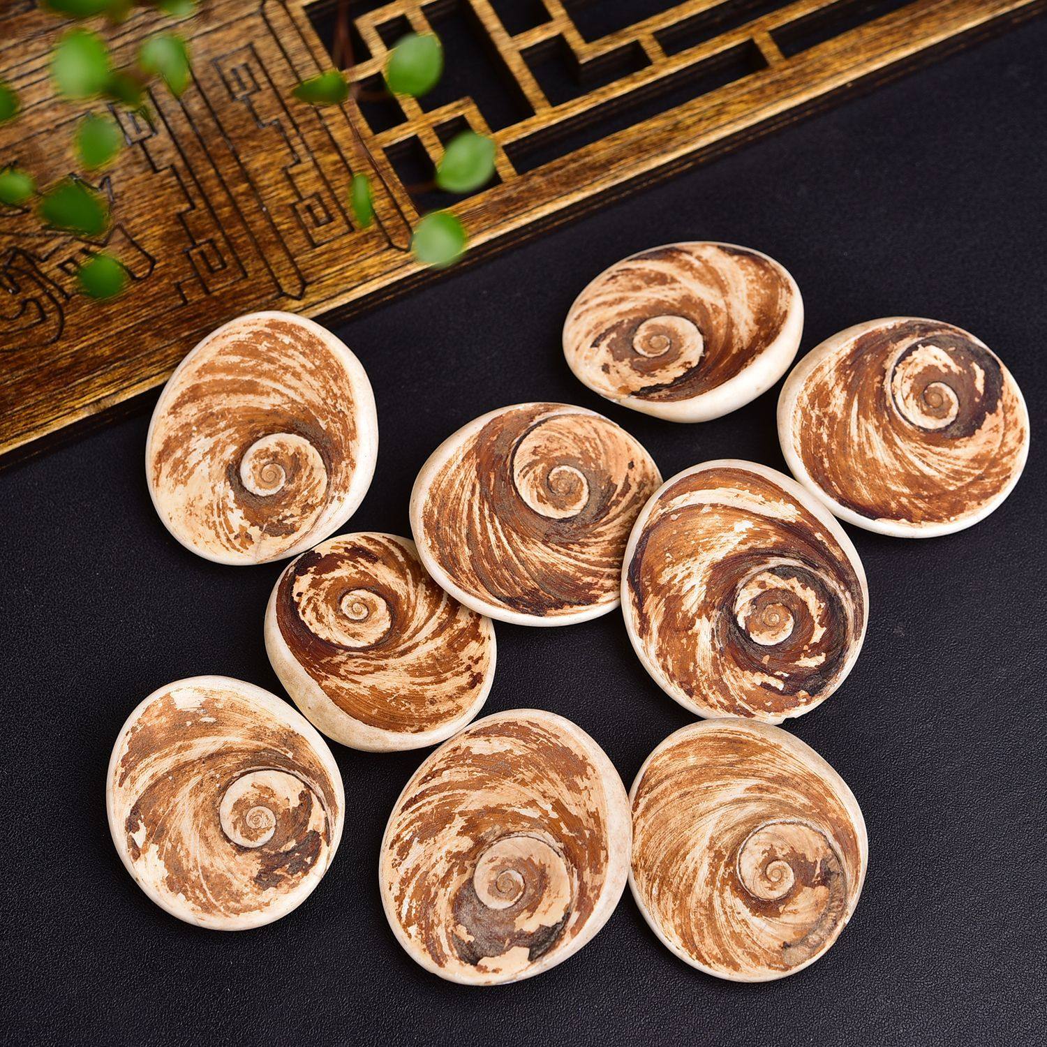 Natural Conch Shell Fossil Sun Bei Stone Ore Marine Paleontological Specimen Crafts Ornaments Wholesale