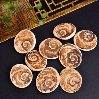 Natural Conch Shell Fossil Sun Bei Stone Ore Marine Paleontological Specimen Crafts Ornaments Wholesale