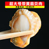 Extra Large Scallop Meat, Fresh Quick-Frozen Seafood with Yellow Ice Coating, Fresh Frozen Wild Vacuum Packaging, a Whole Box