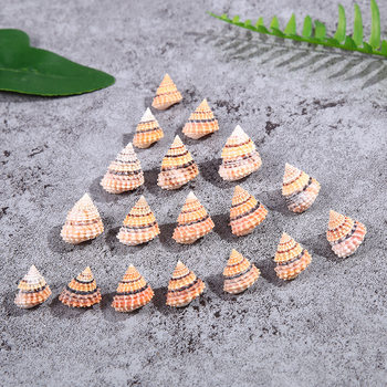 Natural Conch Shell Wholesale Fish Tank Landscaping Micro Landscape Decoration Shooting Props Collection Tallo Jinta Corn Snail