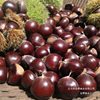 Fresh Dandong Chestnuts, Fresh Chestnuts, Tender Large Chestnuts, Wild Qianxi Chestnuts, Oil Cone Chestnuts
