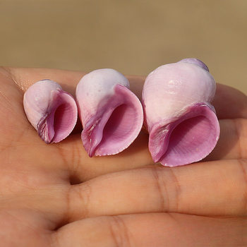 Purple-Mouthed Coral Snail Natural Small Conch Shell Rare Collection Fish Tank Decoration Rock Snail Hermit Crab Replacement Shell