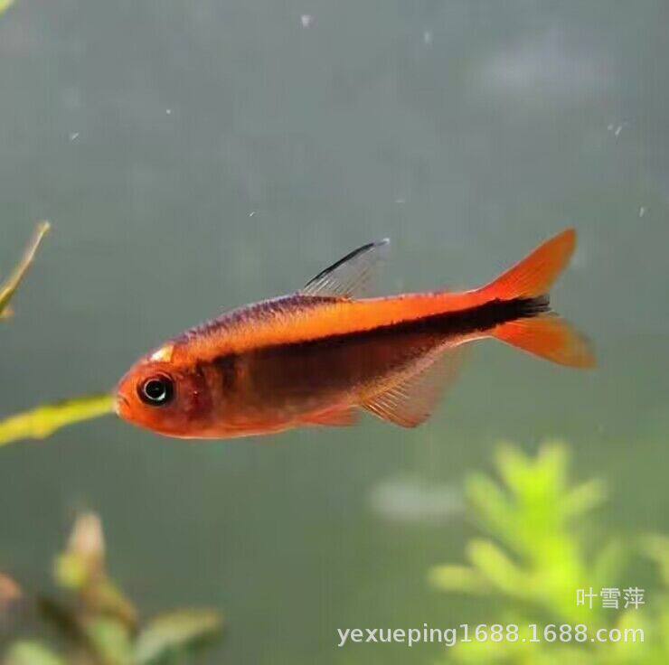 Red Fire Ant Devil Light Fish Red Fire Ant Light Fish Yellow Fire Ant Devil Light South American Light Fish Tropical Ornamental Fish Wholesale