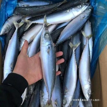 Frozen Mackerel 10kg Fresh Mackerel, One Pound Contains 3-4 Mackerels, Sea Bass, Bluefish, Blackfish