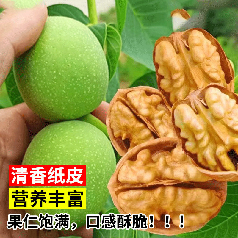 Walnut Saplings, American Pecan Tree Saplings, Grafted Saplings, Walnut Saplings, Long-Living Fruit Trees, Bearing Fruit in the Same Year, Suitable for Planting in Both Southern and Northern Regions