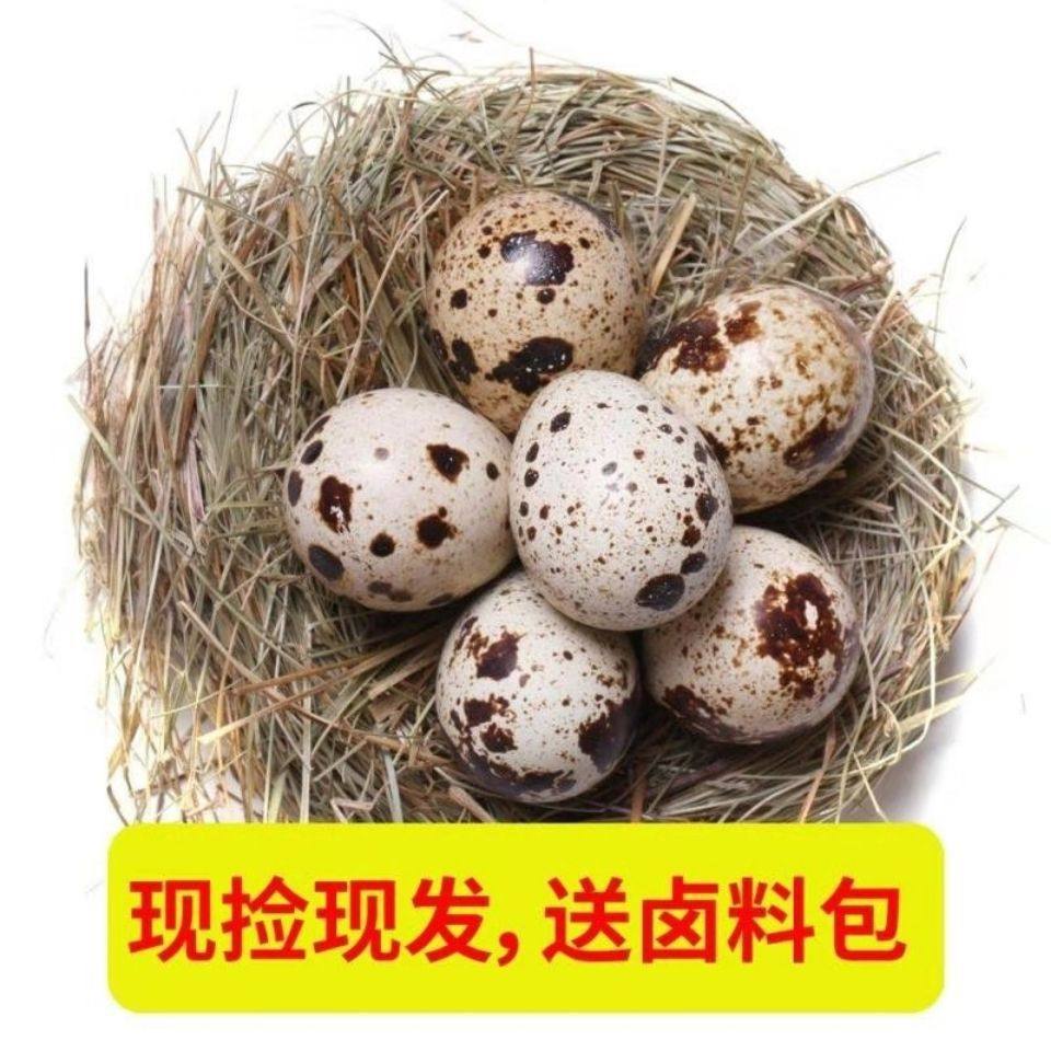 Quail Eggs 200/Piece Farm Grains Fed Fresh Raw Fresh Eggs 50 Pieces 100 Pieces