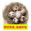 Quail Eggs 200/Piece Farm Grains Fed Fresh Raw Fresh Eggs 50 Pieces 100 Pieces