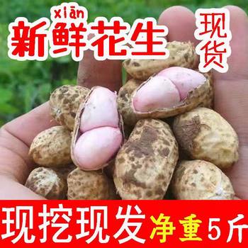 Freshly Dug Wet Peanuts from 25 Years Ago, Freshly Shipped in Shells, Boiled Peanuts with Skin, Self-Grown Mud Peanuts, Plump and Fresh