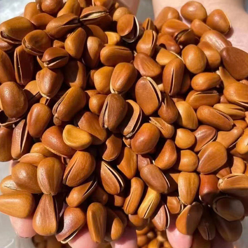 Fresh Northeastern Pine Nuts from the Manufacturer, Ready-To-Eat, Large Kernels, Hand-Peeled, Snacks, Nuts, Roasted Seeds and Nuts, Bulk Packaging